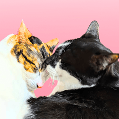 [LINEスタンプ] クーとミーの甘い生活、それから。