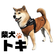 [LINEスタンプ] 柴犬トキスタンプ