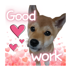 [LINEスタンプ] 柴犬の丸【英語】