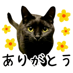 [LINEスタンプ] “ゆるっと日常”マチャん家のにゃんこ編