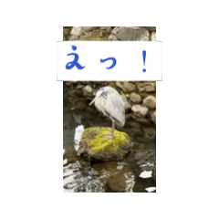 [LINEスタンプ] アオサギスタンプ(野鳥)