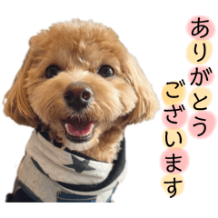 [LINEスタンプ] 我が家のマロン⑤