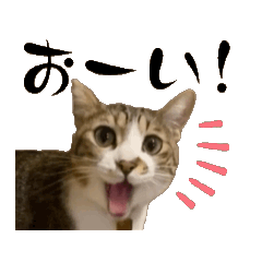 [LINEスタンプ] 動くコジロウ