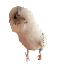 [LINEスタンプ] セキセイインコのシルちゃん4