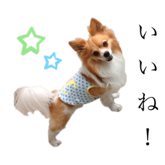 [LINEスタンプ] 犬のポッピーくんの画像（メイン）