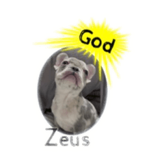 [LINEスタンプ] フレンチブルドッグ かわいい