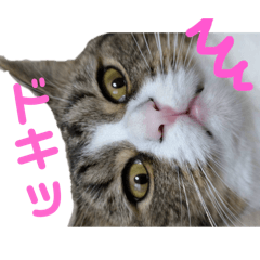 [LINEスタンプ] ねこちゃん1日の日常