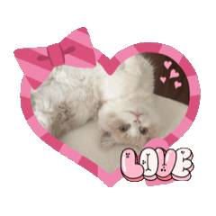 [LINEスタンプ] 動く猫しえるくん(こっち)