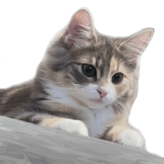 [LINEスタンプ] ノルウェージャンすみちゃん