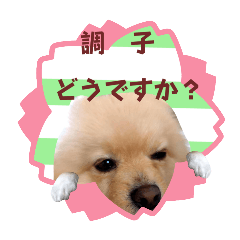[LINEスタンプ] ほんわか♡春♡ポメ推しスタンプ