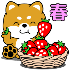 [LINEスタンプ] 飛び出す！豆柴「春の日常」