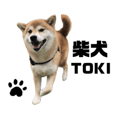 [LINEスタンプ] 柴犬トキ5