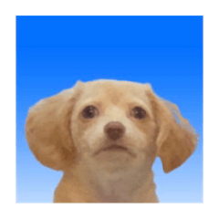 [LINEスタンプ] ゆっけ特集