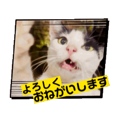 [LINEスタンプ] のら猫大福の生活①