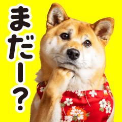 [LINEスタンプ] 柴犬ママ【家族連絡】