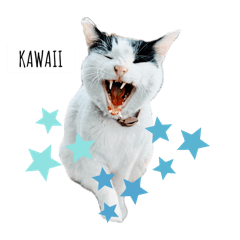 [LINEスタンプ] のら猫大福の生活②(KAWAII)の画像（メイン）