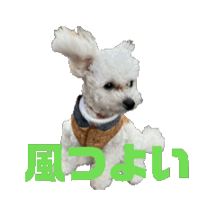 [LINEスタンプ] ビションフリーゼのカミーユの画像（メイン）