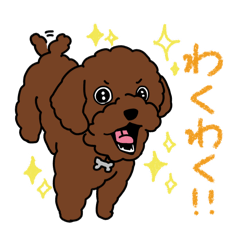 [LINEスタンプ] トイプードルのお豆ちゃんスタンプ