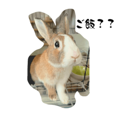 [LINEスタンプ] ぐーたらうさぎのもちスタンプの画像（メイン）