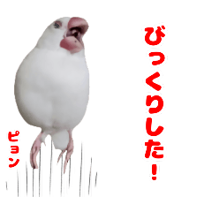 [LINEスタンプ] 白文鳥スタンプ2
