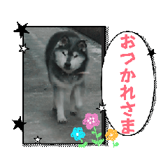 [LINEスタンプ] 黒柴ちゃんとマルチーズ君