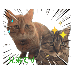 [LINEスタンプ] うちの猫ちゃん3