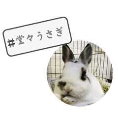 [LINEスタンプ] 堂々こそ、うさぎ様