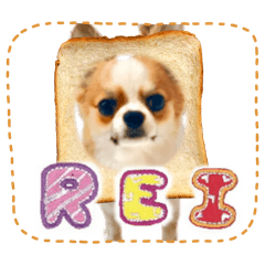 [LINEスタンプ] チワワのレイくんスタンプ