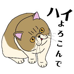 [LINEスタンプ] こんな言葉どう？猫