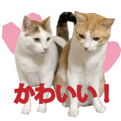 [LINEスタンプ] シッポとミミのスタンプ2