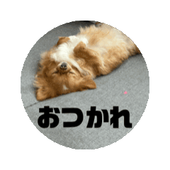 [LINEスタンプ] チワワのくうちゃん1の画像（メイン）