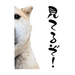 [LINEスタンプ] ボタン 私は柴犬  柴犬を推せ‼︎