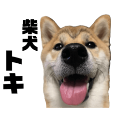 [LINEスタンプ] 柴犬トキスタンプ かもめ眉ver