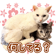 [LINEスタンプ] みーた＆くーた