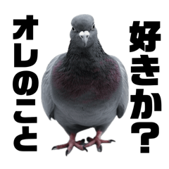 [LINEスタンプ] 愛が重いハトの画像（メイン）