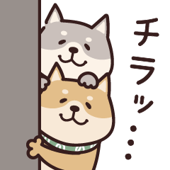 [LINEスタンプ] しばいぬ♡春の画像（メイン）