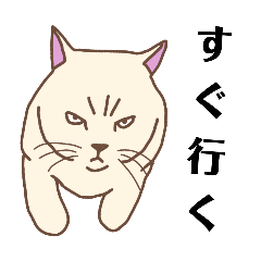 [LINEスタンプ] 良くある猫のポーズ