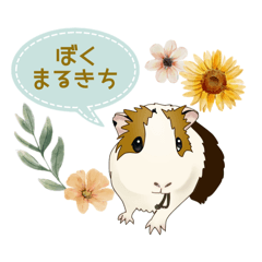 [LINEスタンプ] 道産子モルモットのまるきち‪ ·͜·✲