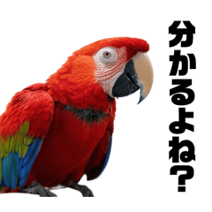 [LINEスタンプ] 激詰め圧かけ鳥類