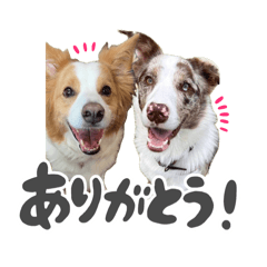 [LINEスタンプ] ボーダーコリー【ロイアル】