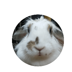 [LINEスタンプ] らてわーど