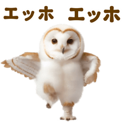 [LINEスタンプ] 踊る！フクロウの画像（メイン）