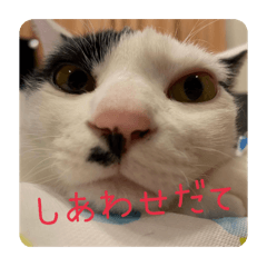 [LINEスタンプ] ちょろといっしょ