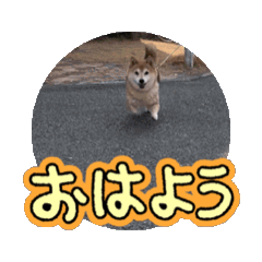 [LINEスタンプ] うちのめめちゃんの画像（メイン）