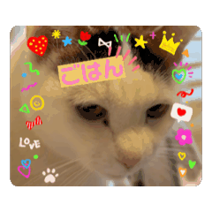 [LINEスタンプ] 箱入り三毛猫うにさん15歳①