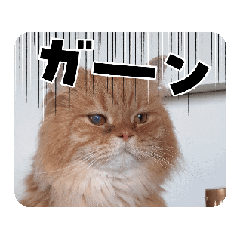 [LINEスタンプ] 動物スキームの画像（メイン）