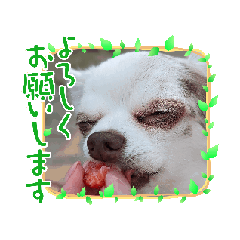 [LINEスタンプ] ちょこもずく②の画像（メイン）