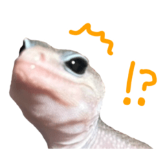 [LINEスタンプ] レオパのせっしゅうスタンプ