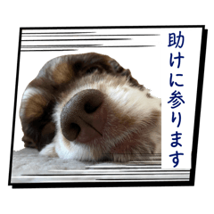 [LINEスタンプ] アメリカンコッカースパニエル7