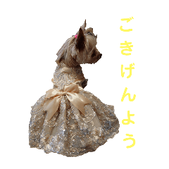 [LINEスタンプ] ヨークシャーテリアの ゆめ
